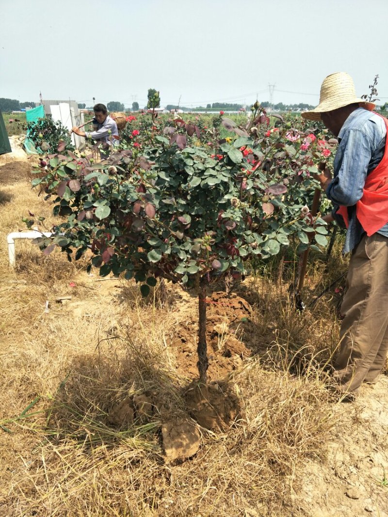 【树桩月季】精品树庄，各种花色产地直供，价格实惠，货源充