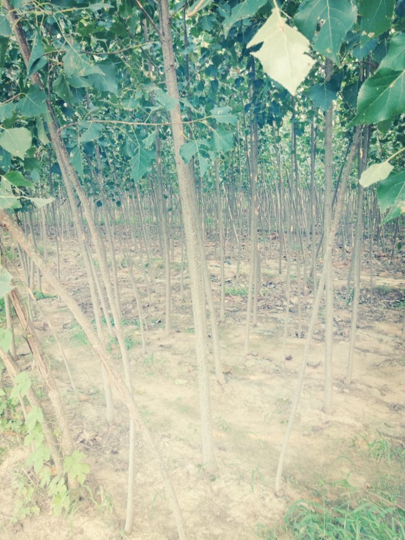 107杨树