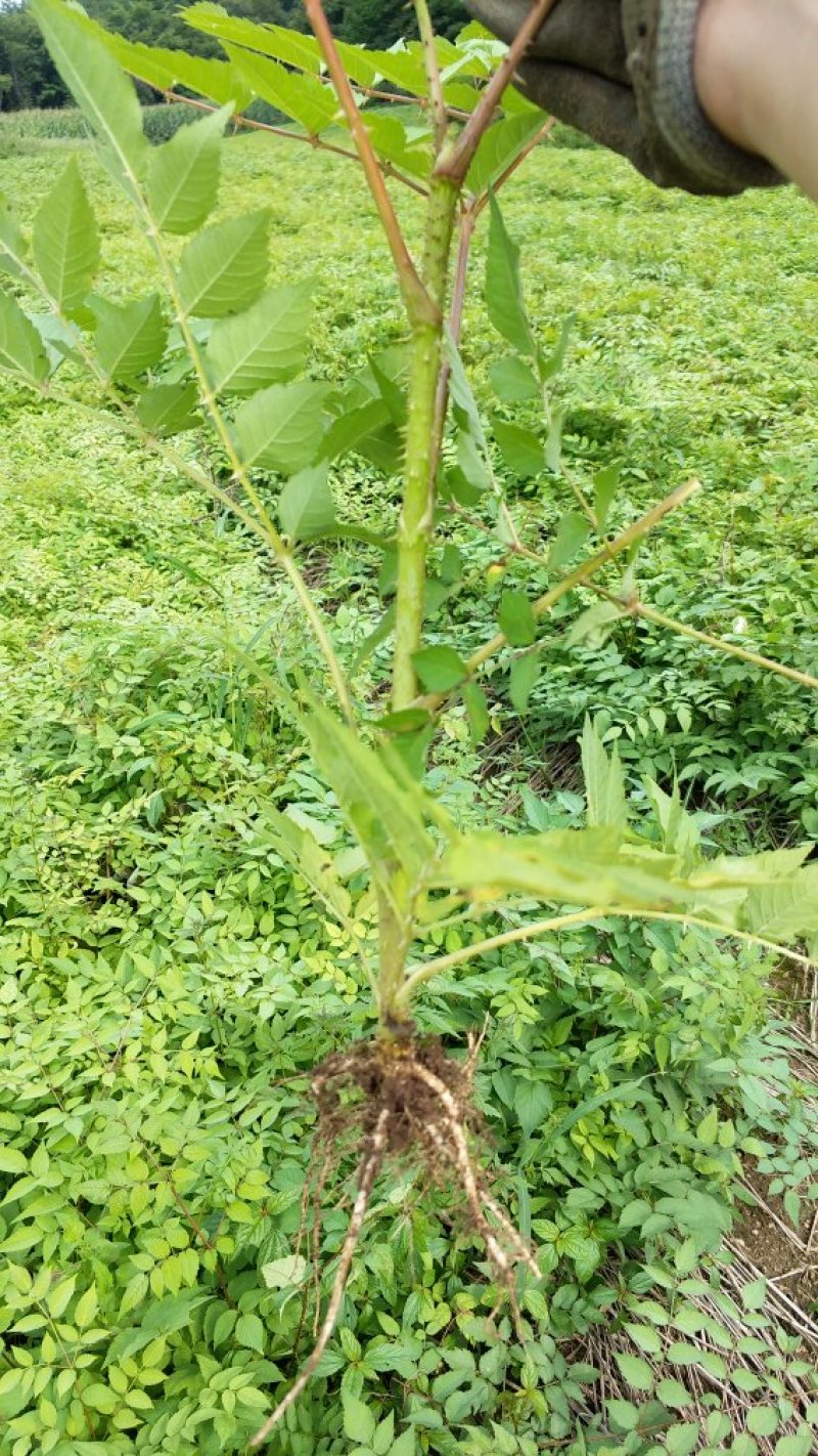 刺嫩芽苗（刺老包）全程提供种植技术无死苗病苗烂苗