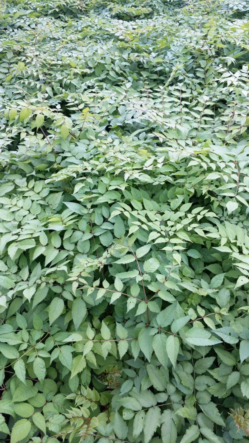 刺嫩芽苗（刺老包）全程提供种植技术无死苗病苗烂苗
