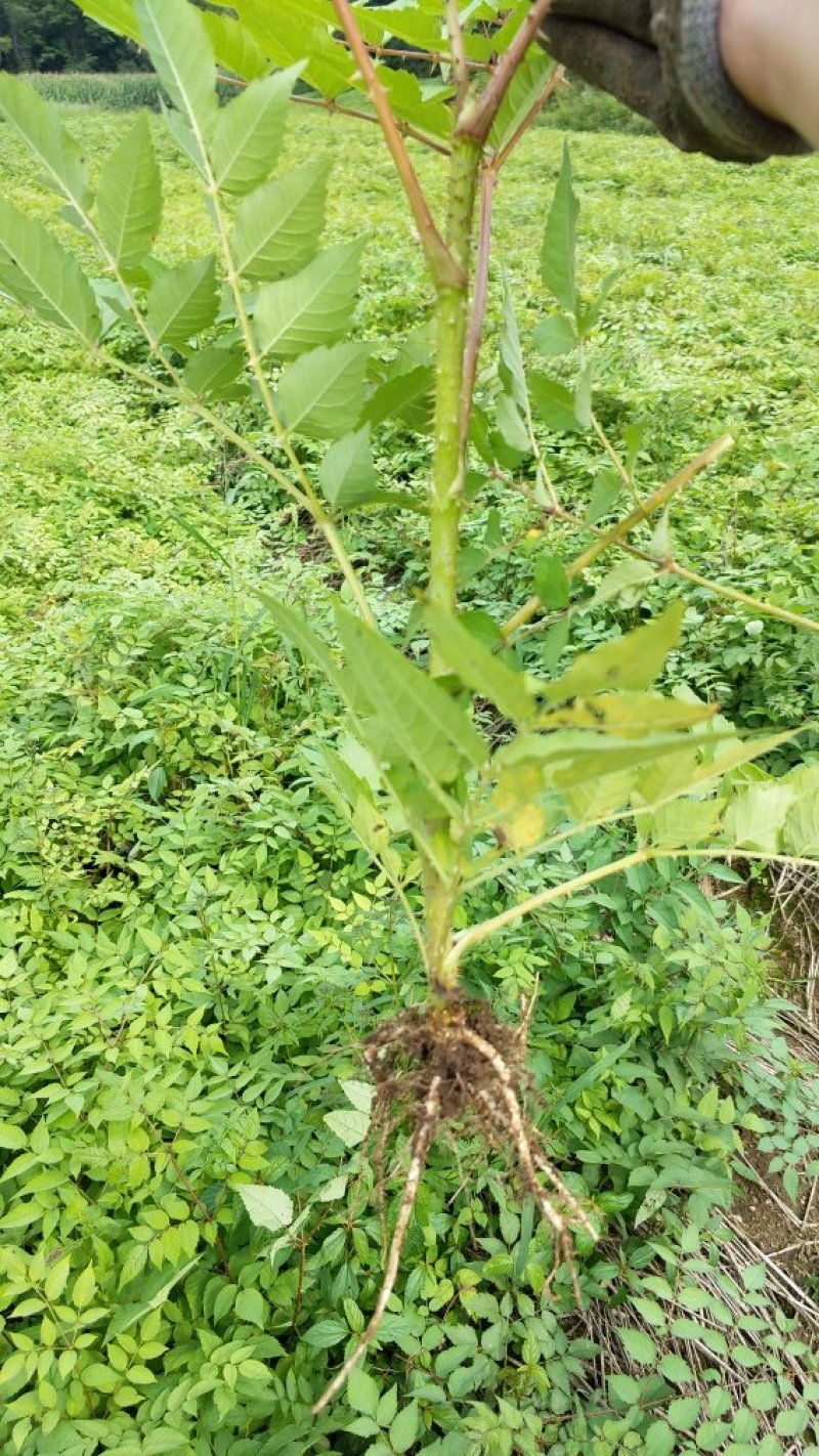 刺嫩芽苗（刺老包）全程提供种植技术无死苗病苗烂苗