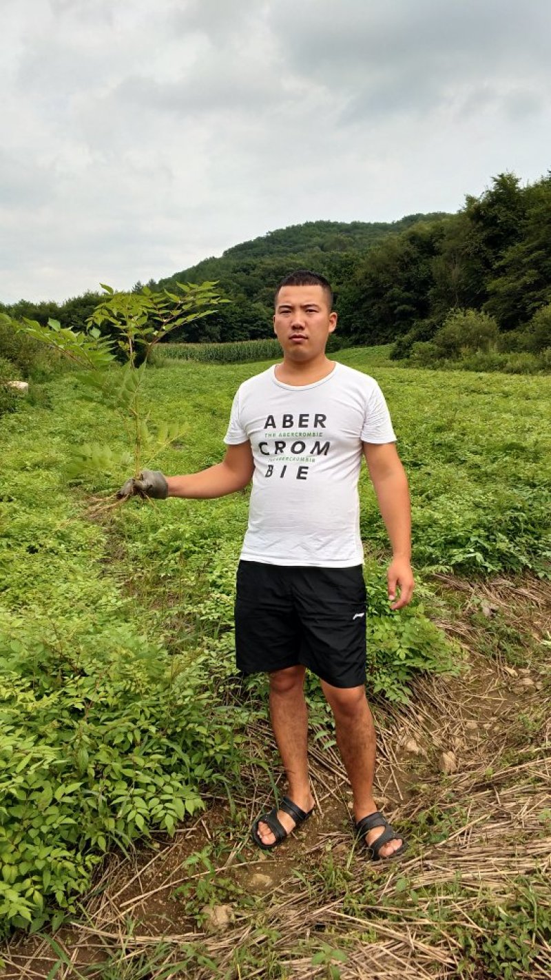 刺嫩芽苗（刺老包）全程提供种植技术无死苗病苗烂苗