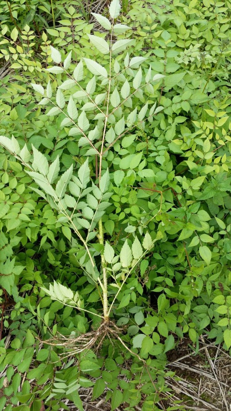刺嫩芽苗（刺老包）全程提供种植技术无死苗病苗烂苗