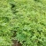 刺嫩芽苗（刺老包）全程提供种植技术无死苗病苗烂苗