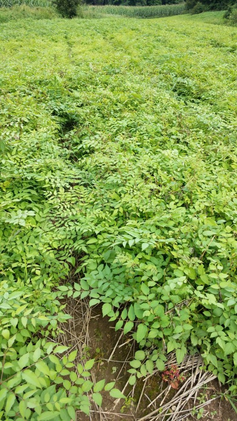 刺嫩芽苗（刺老包）全程提供种植技术无死苗病苗烂苗