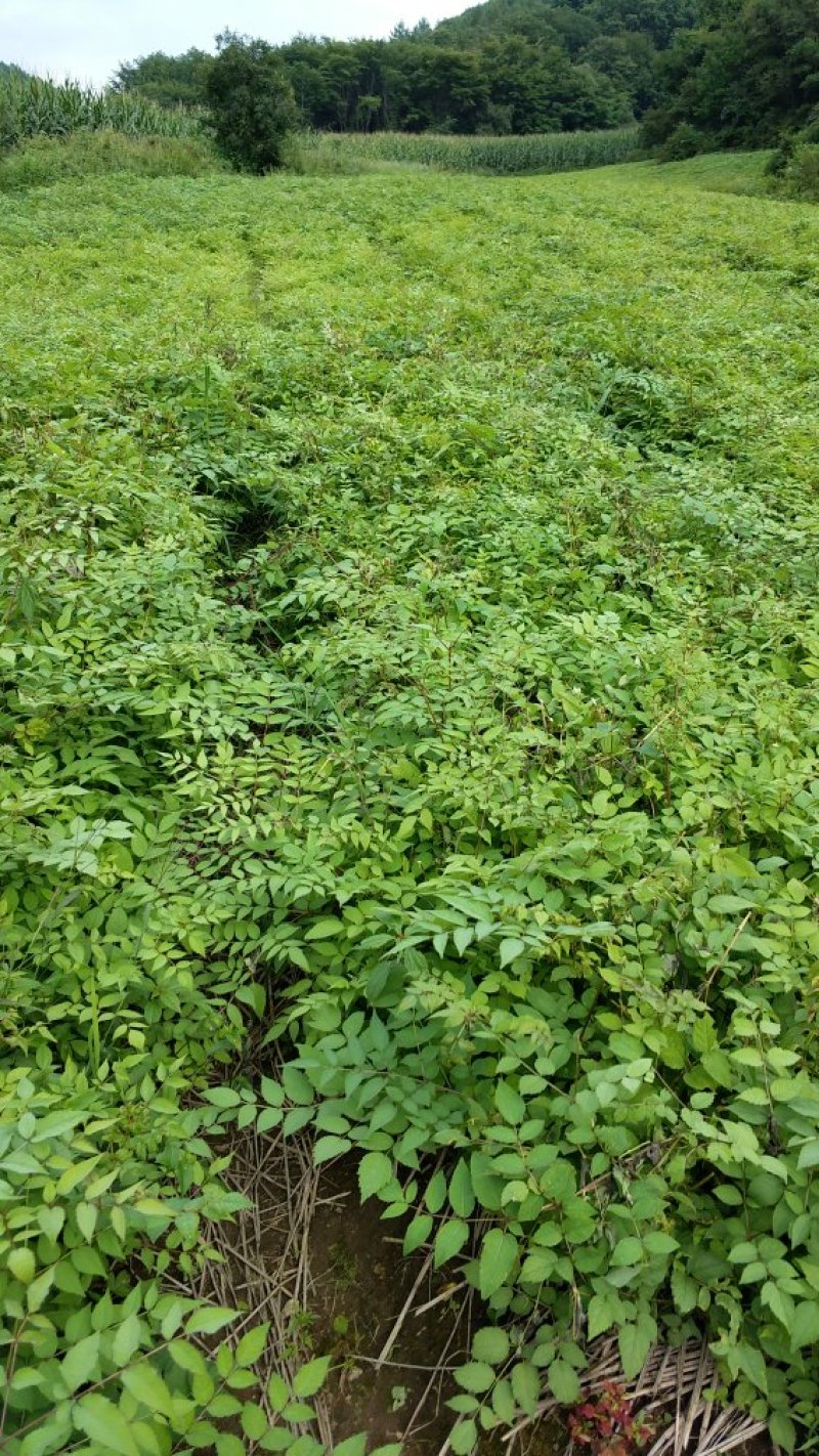 刺嫩芽苗（刺老包）全程提供种植技术无死苗病苗烂苗