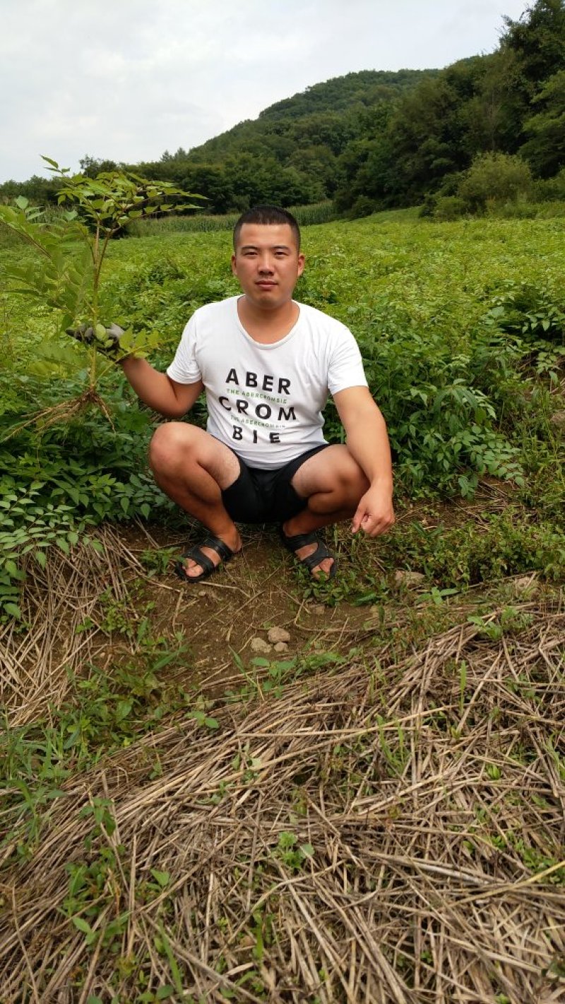 刺嫩芽苗（刺老包）全程提供种植技术无死苗病苗烂苗