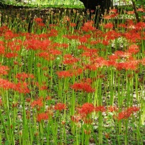 红花石蒜，彼岸花，精品种茎