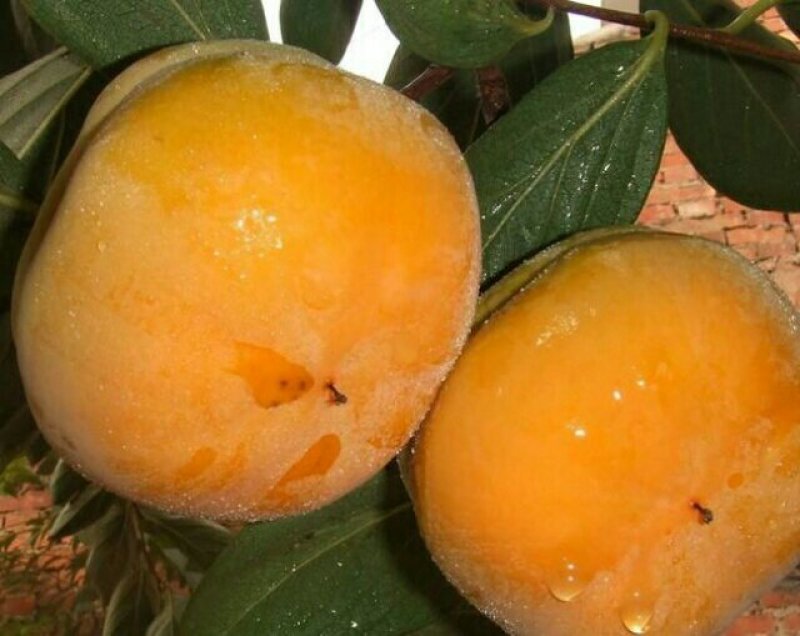 胎里红