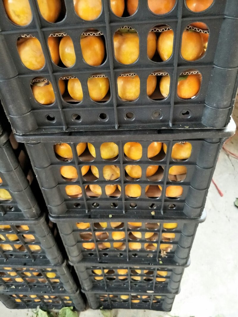 胎里红