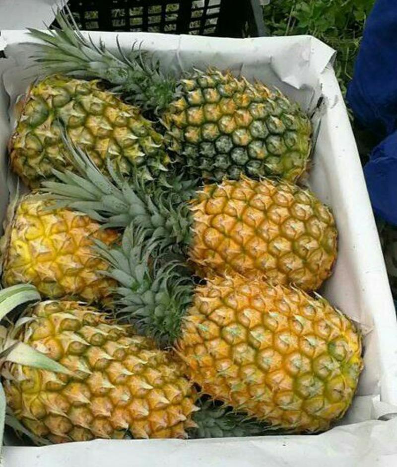 徐闻菠萝批发菠萝产地直供广东菠萝价格菠萝代办菠萝批发价格