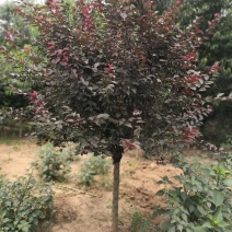 基地特价供应美人梅1一18公分美人梅产地/美人梅价格