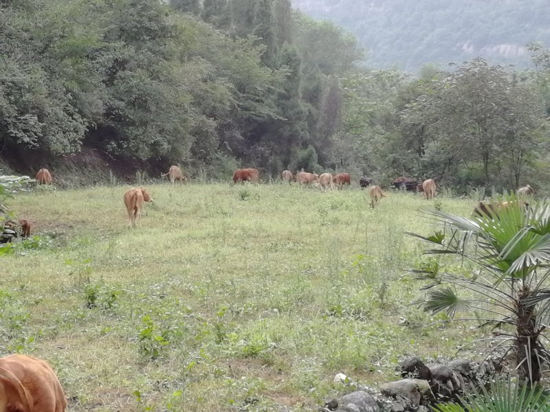 土牛犊，杂交牛犊
