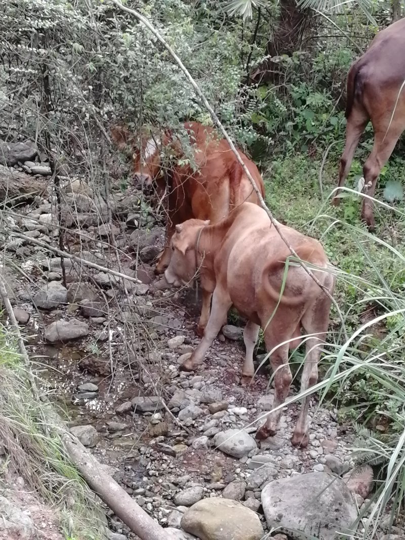 土牛犊，杂交牛犊