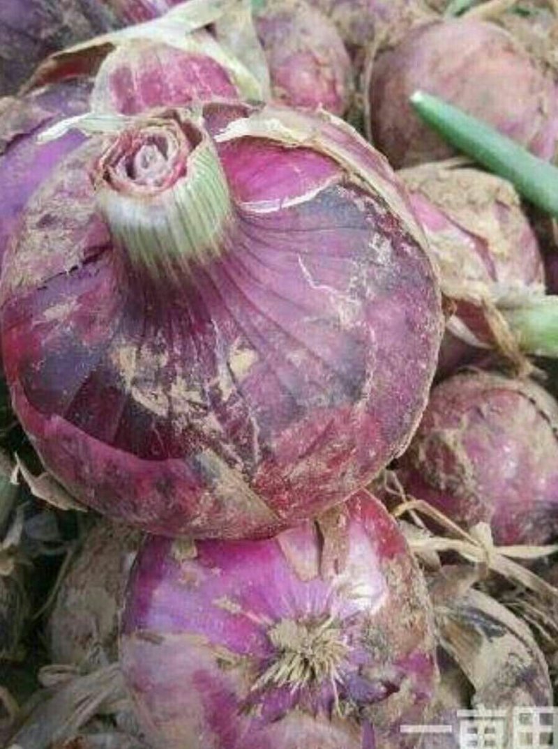 洋葱
