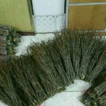 黑龙江省兴安杜鹃种植基地