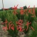 基地直供荒山绿化，街道美化侧柏苗1.5--1.8米侧柏