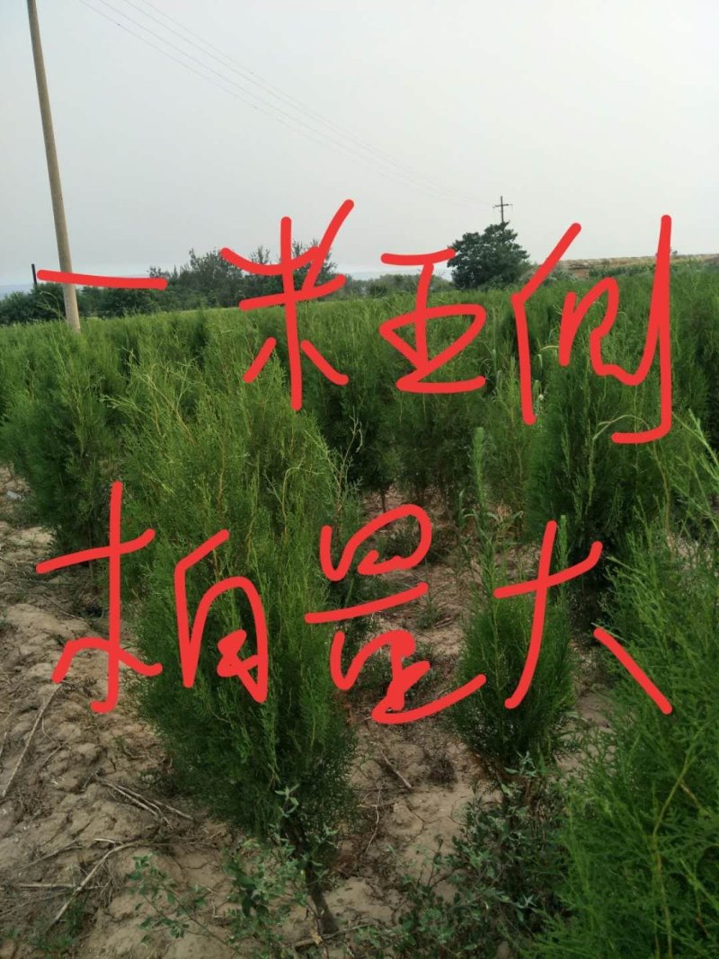 基地直供荒山绿化，街道美化侧柏苗1.5--1.8米侧柏