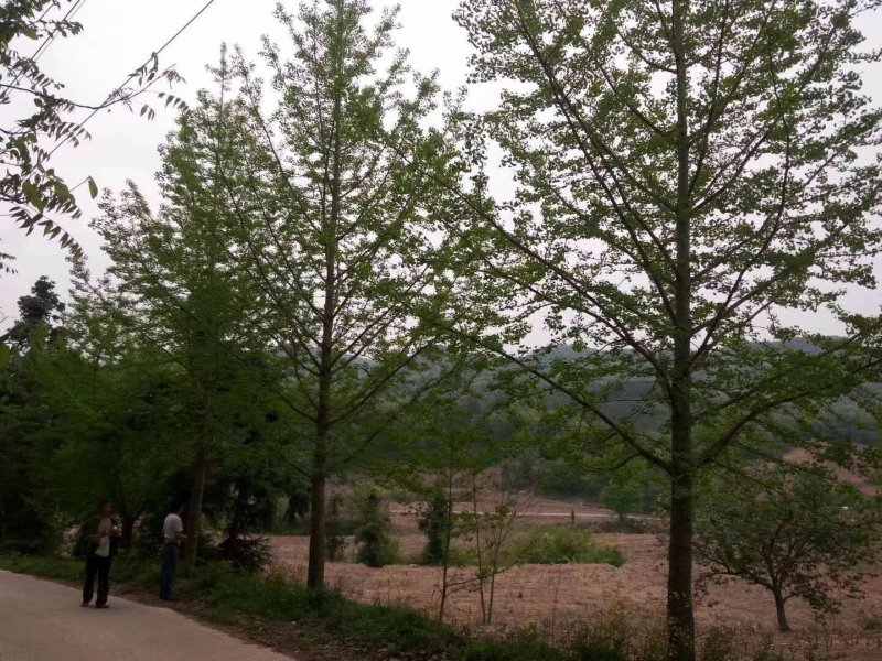 银杏树