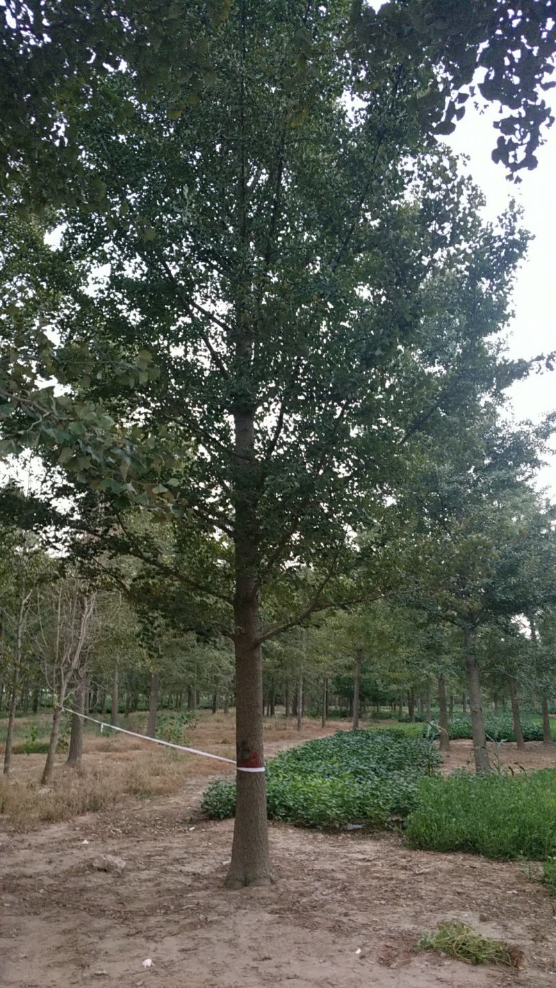银杏树