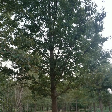 银杏树