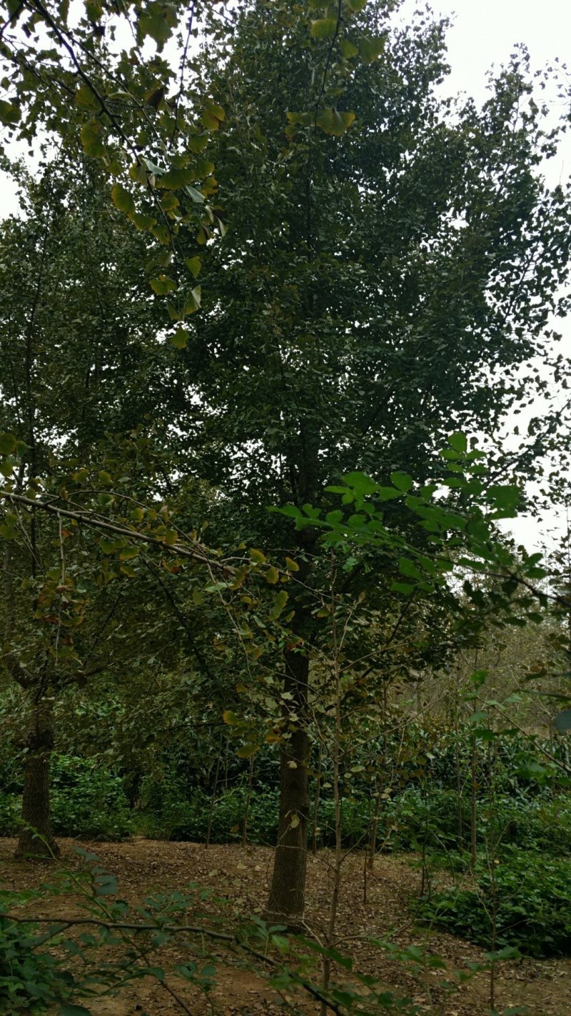 银杏树