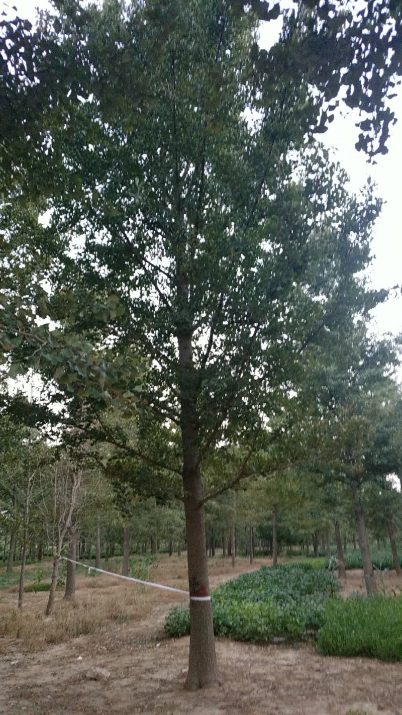 银杏树