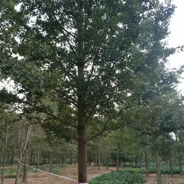 银杏树