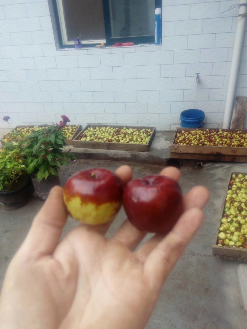 河南灵宝精品大枣鲜枣一手货源，量大价优产地直发