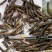 仙茅