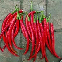 红辣椒走市场，打酱，剁椒，腌制，做蒸空一手货源