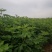 波姬红无花果苗布兰瑞克斯特拉金傲芬大青皮无花果苗