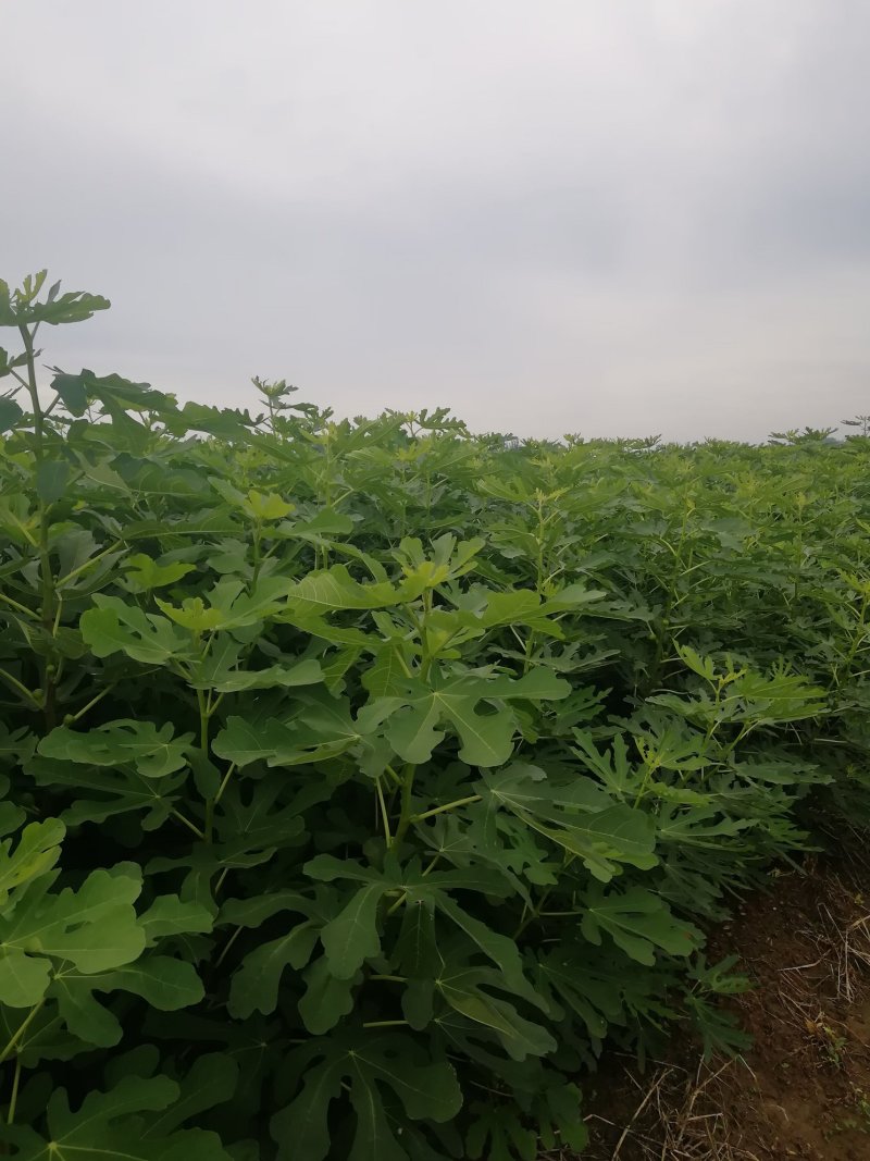 波姬红无花果苗布兰瑞克斯特拉金傲芬大青皮无花果苗
