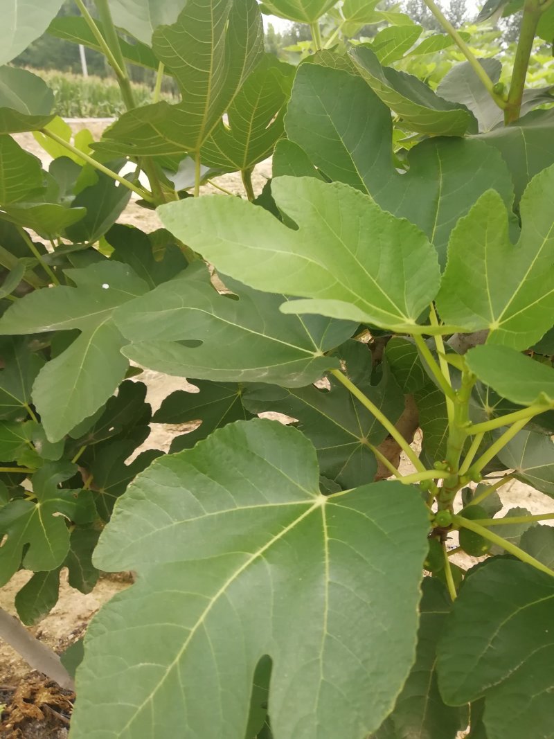 波姬红无花果苗布兰瑞克斯特拉金傲芬大青皮无花果苗