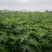 波姬红无花果苗布兰瑞克斯特拉金傲芬大青皮无花果苗