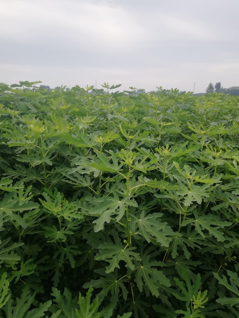 波姬红无花果苗布兰瑞克斯特拉金傲芬大青皮无花果苗