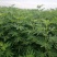 波姬红无花果苗布兰瑞克斯特拉金傲芬大青皮无花果苗