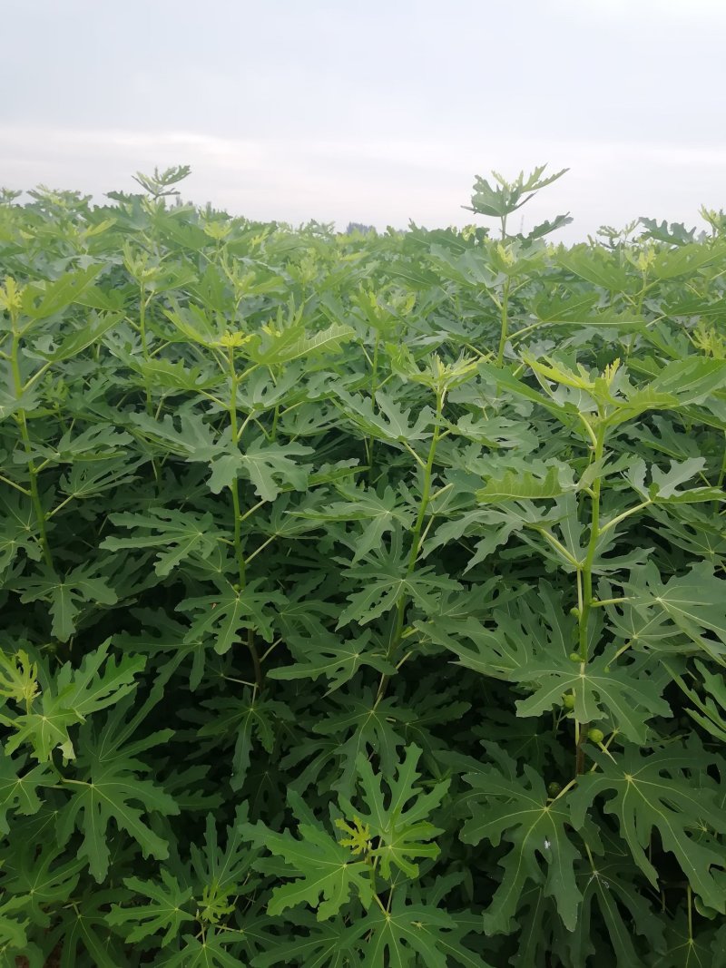 波姬红无花果苗布兰瑞克斯特拉金傲芬大青皮无花果苗