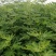 波姬红无花果苗布兰瑞克斯特拉金傲芬大青皮无花果苗