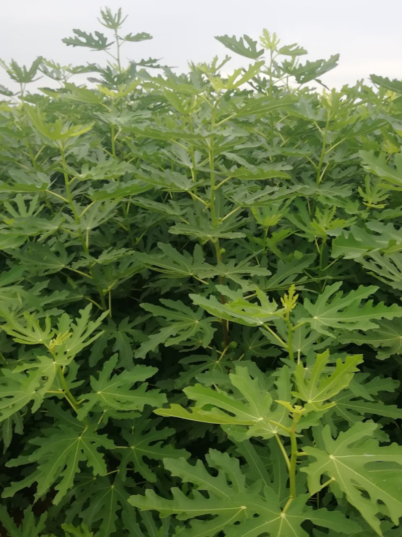 波姬红无花果苗布兰瑞克斯特拉金傲芬大青皮无花果苗