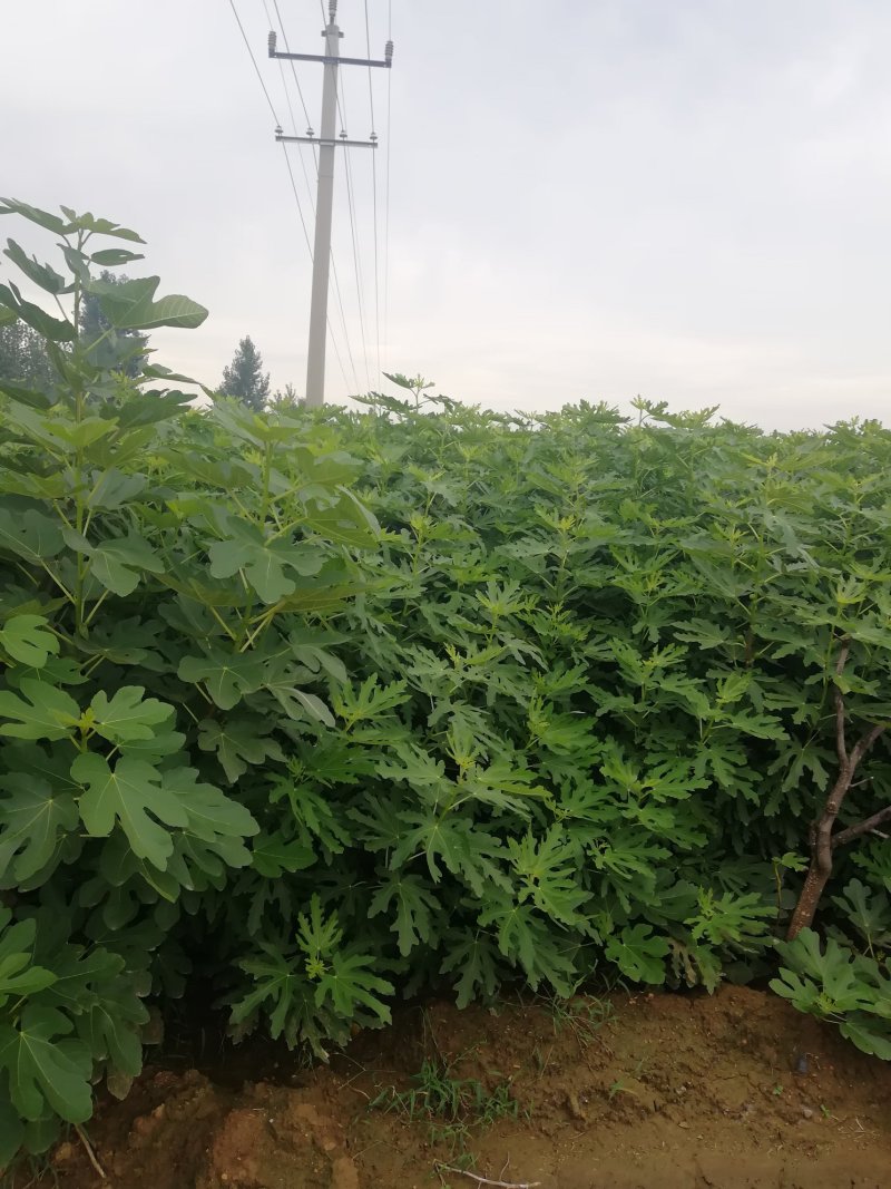波姬红无花果苗布兰瑞克斯特拉金傲芬大青皮无花果苗