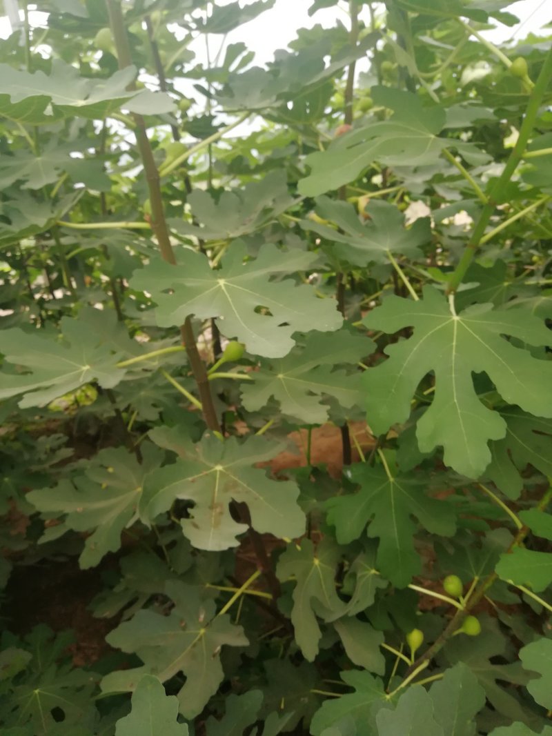 波姬红无花果苗布兰瑞克斯特拉金傲芬大青皮无花果苗