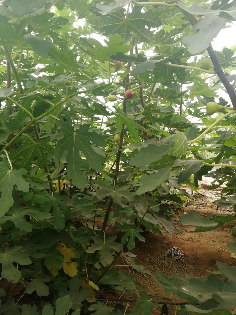 波姬红无花果苗布兰瑞克斯特拉金傲芬大青皮无花果苗