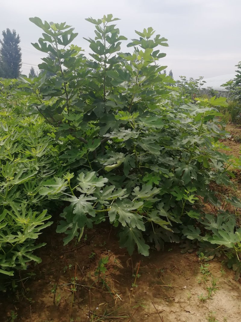 波姬红无花果苗布兰瑞克斯特拉金傲芬大青皮无花果苗
