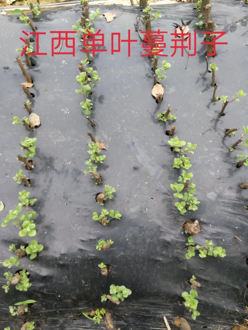 江西单叶蔓荆子枝条，种苗提供技术包回收成品
