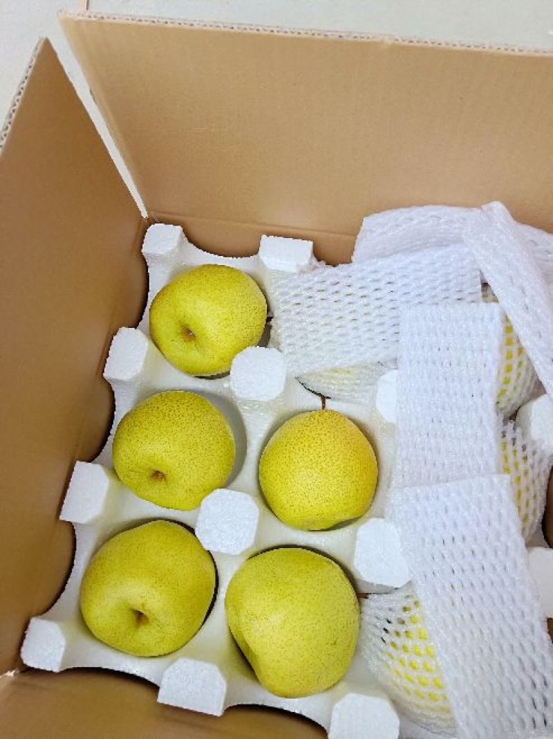 陕西蜜梨