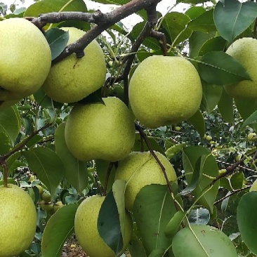 陕西蜜梨
