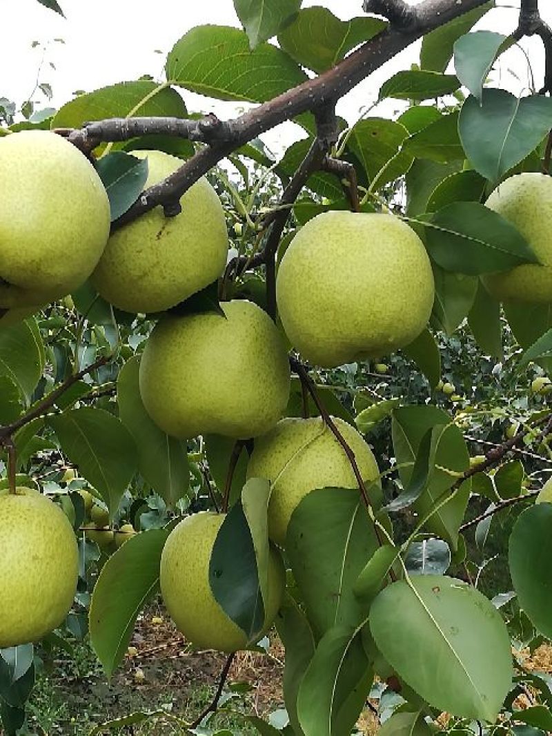 陕西蜜梨