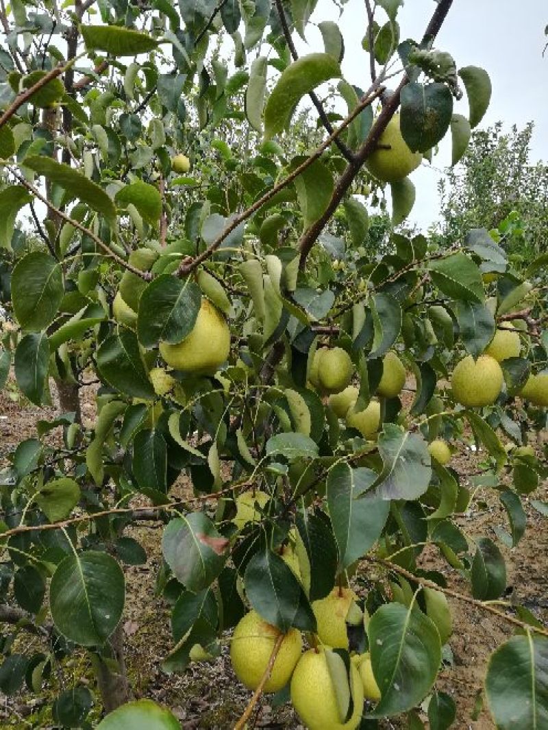 陕西蜜梨