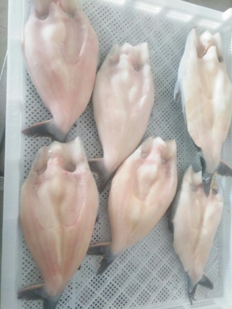 全国供应活鱼，开背鱼，腌制鱼等等.